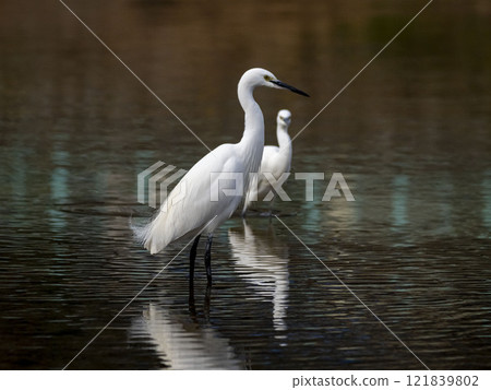 Little egret walking in the river looking for small fish Little egret walking in the river looking for small fish 121839802