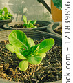 Closeup of Green Lettuce inside the house eco farm in the morning. 121839856