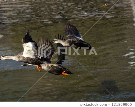 A duck flying over the river A duck flying over the river 121839900
