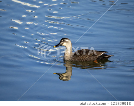 Spot-billed ducks in the river 121839918