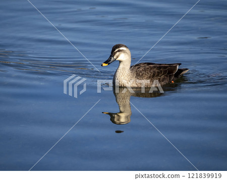 Spot-billed ducks in the river Spot-billed ducks in the river 121839919