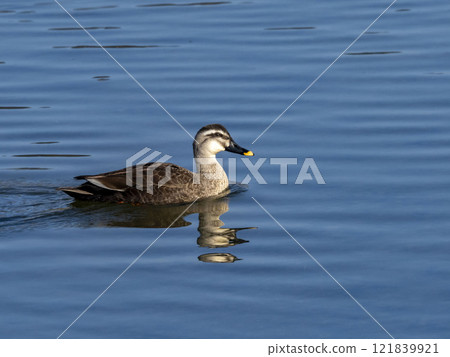 Spot-billed ducks in the river 121839921