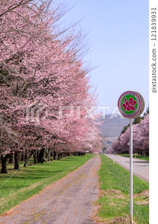 Shinhidaka Town, Hokkaido: Cherry blossom trees along Nijukken Road, chosen as one of Japan's 100 best cherry blossom viewing spots [April] 121839931