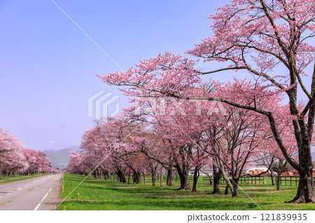 Shinhidaka Town, Hokkaido: Cherry blossom trees along Nijukken Road, chosen as one of Japan's 100 best cherry blossom viewing spots [April] 121839935