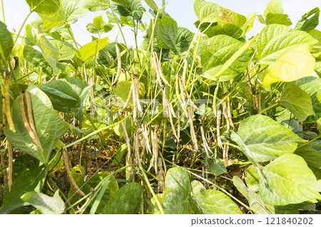 Close-up of adzuki pods growing in the farmland of Wandan, Pingtung, Taiwan. Close-up of adzuki pods growing in the farmland of Wandan, Pingtung, Taiwan. 121840202