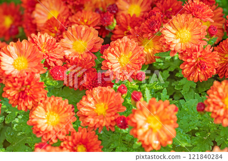 Flowers around the house, various seasonal plants, autumn's refreshing blue sky, gentle fragrance, beautifully shining chrysanthemum flowers Flowers around the house, various seasonal plants, autumn's refreshing blue sky, gentle fragrance, beautifully shining chrysanthemum flowers 121840284