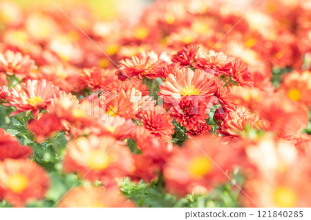 Flowers around the house, various seasonal plants, autumn's refreshing blue sky, gentle fragrance, beautifully shining chrysanthemum flowers Flowers around the house, various seasonal plants, autumn's refreshing blue sky, gentle fragrance, beautifully shining chrysanthemum flowers 121840285