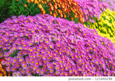 滿屋鮮花，四季皆宜，秋日藍天清爽，清香撲鼻，菊花美麗閃亮 121840296