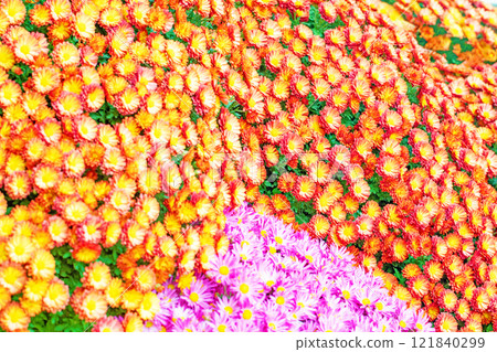 Flowers around the house, various seasonal plants, autumn's refreshing blue sky, gentle fragrance, beautifully shining chrysanthemum flowers Flowers around the house, various seasonal plants, autumn's refreshing blue sky, gentle fragrance, beautifully shining chrysanthemum flowers 121840299