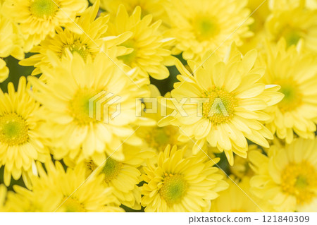 滿屋鮮花，四季皆宜，秋日藍天清爽，清香撲鼻，菊花美麗閃亮 121840309