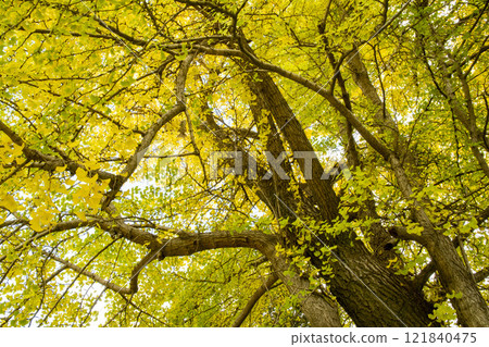 The yellow-colored ginkgo biloba 121840475