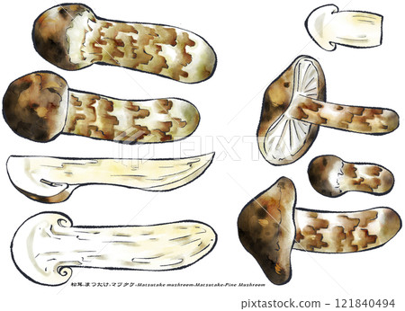 一幅松茸蘑菇的水墨畫，背景是平靜的白色。 121840494