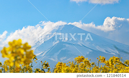 透過油菜花田可以看到白雪皚皚的富士山 透過油菜花田可以看到白雪皚皚的富士山 121840514