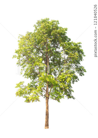Isolated (Burma padauk) Pterocarpus macrocarpus trees on white background. tropical trees isolated used for design, advertising and architecture. 121840526