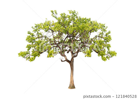 Isolated (Burma padauk) Pterocarpus macrocarpus trees on white background. tropical trees isolated used for design, advertising and architecture. 121840528