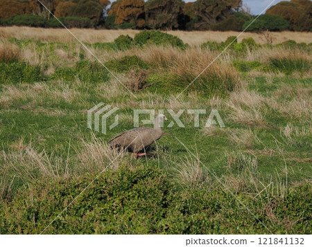 澳洲維多利亞州冬季菲利普島日落觀景台附近的野生鳥類 121841132