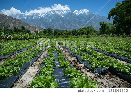 Lettuce Field with Majestic Mountain Backdrop on a Clear Day Generative AI 121841530