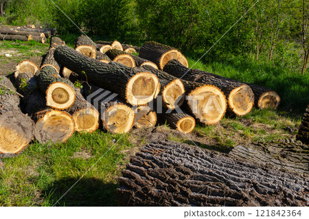 Freshly cut logs stacked on the ground in a sunny forest clearing surrounded by greenery 121842364