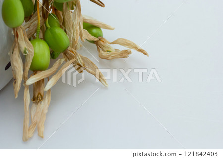 Dried plant with green pods and yellowish leaves displayed on a white surface in natural light Dried plant with green pods and yellowish leaves displayed on a white surface in natural light 121842403