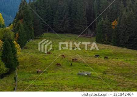 Horses grazing peacefully in a lush green meadow surrounded by forest in the early morning light 121842464