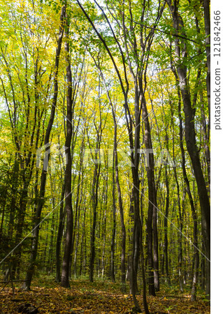 Vibrant autumn foliage in a serene forest during daylight hours 121842466