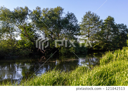 Lush riverside scenery with tall grass and vibrant trees under a clear blue sky in a peaceful natural setting Lush riverside scenery with tall grass and vibrant trees under a clear blue sky in a peaceful natural setting 121842513