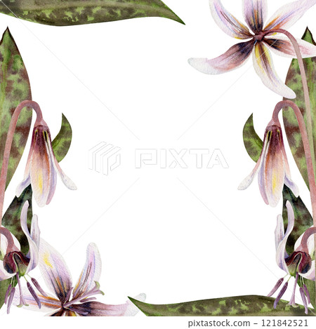 Spring flower, erythronium fawn trout lily buds with stem, spotted green leaves, isolated botanical illustration hand drawn in watercolor. Border frame for wedding bouquet, florist shop, stationery. 121842521