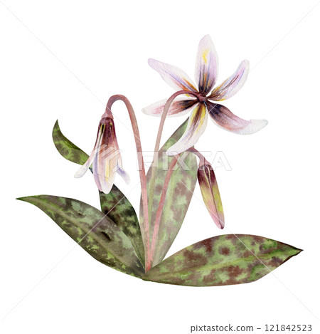 Spring flower, white erythronium fawn trout lily with stem and spotted green leaves, isolated botanical illustration hand drawn in watercolor. Composition, wedding bouquet, florist shop, stationery. Spring flower, white erythronium fawn trout lily with stem and spotted green leaves, isolated botanical illustration hand drawn in watercolor. Composition, wedding bouquet, florist shop, stationery. 121842523