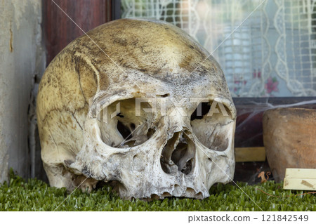 Large human skull displayed in a spooky setting on grass in an antique shop 121842549