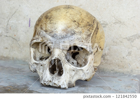 Human skull resting on a stone surface against a textured wall from an archaeological site 121842550