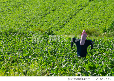 Scarecrow stands tall amidst vibrant green crops under clear blue sky in rural farmland 121842559