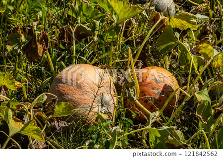 Garden patch features ripe pumpkins nestled among lush green vines and foliage during autumn season 121842562