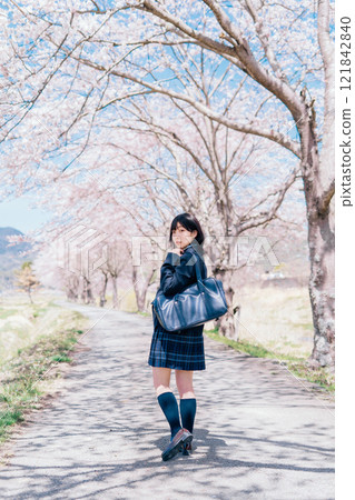 High school girl going to school on the street of cherry blossom trees 121842840