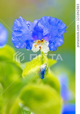 房子周圍的鮮花 - 不同的季節 - 雨季時為天空著色的藍槐 - 美麗而精緻的白晝花 121842863