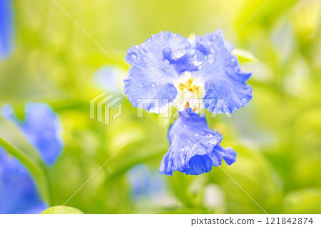 Flowers around the house, various seasonal plants, blue-and-white flowers that brighten the rainy season sky, beautiful and delicate dayflowers 121842874