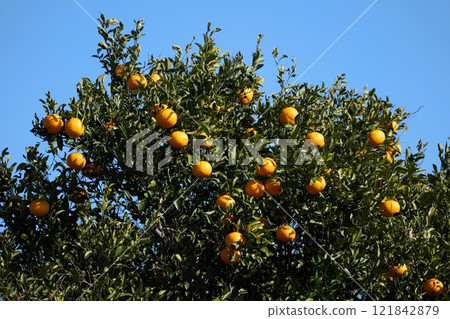 Tone river system Tone river system 121842879