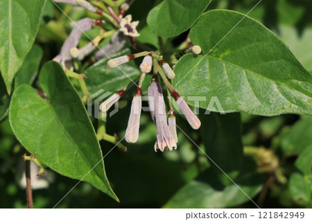 六角花芽(芽) 六角花芽(芽) 121842949