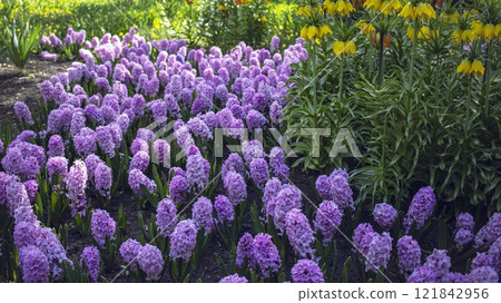 Hyacinths bloom in the spring garden. Multicolored colorful seasonal flowers. Hyacinths bloom in the spring garden. Multicolored colorful seasonal flowers. 121842956