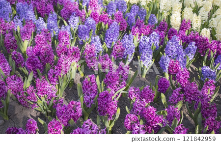 Hyacinths bloom in the spring garden. Multicolored colorful seasonal flowers. 121842959