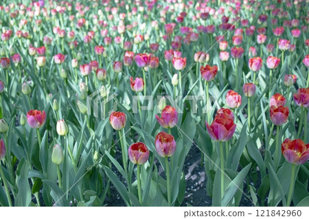 Colorful tulips are blooming in the garden. Floral background. Colorful tulips are blooming in the garden. Floral background. 121842960