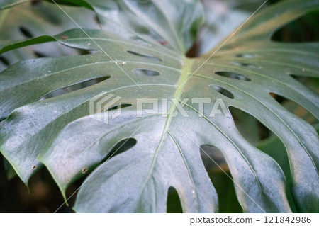 tropical leaves leaves background summer summer tropic leaf monstera トロピカル tropical leaves leaves background summer summer tropic leaf monstera トロピカル 121842986