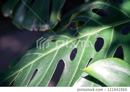 熱帶 樹葉 葉子 背景 夏天 夏季 tropic leaf monstera トロピカル 121842988