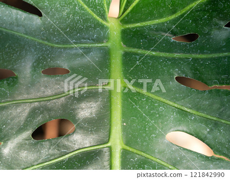 tropical leaves leaves background summer summer tropic leaf monstera トロピカル tropical leaves leaves background summer summer tropic leaf monstera トロピカル 121842990