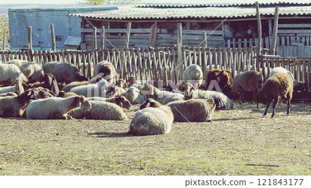 Sheep on the farm. Animal on the farm. Flock of sheep in the village. 121843177