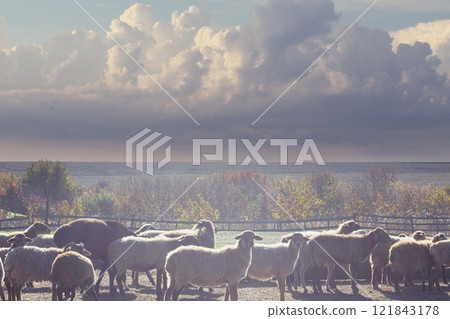 Sheep on the farm. Animal on the farm. Flock of sheep in the village. 121843178