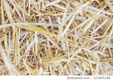 Wheat dry straw texture background, beveled wheat, cereal crops, top view 121843189