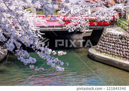 Cherry blossoms in full bloom in Ogaki City: Spring scenery [Gifu Prefecture] 121843340