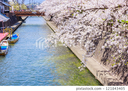 大垣市櫻花盛開:春天的景色【岐阜縣】 大垣市櫻花盛開:春天的景色【岐阜縣】 121843405