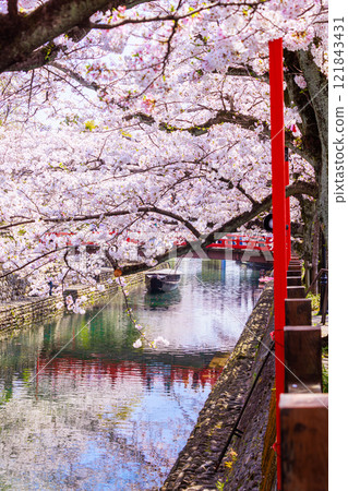 Cherry blossoms in full bloom in Ogaki City: Spring scenery [Gifu Prefecture] 121843431