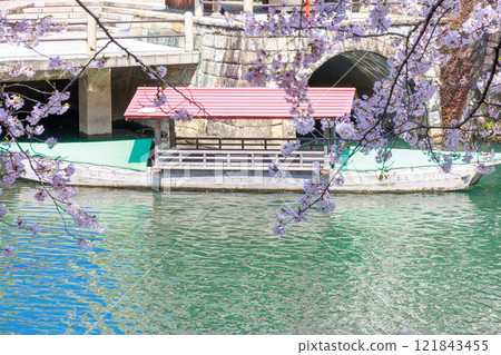Cherry blossoms in full bloom in Ogaki City: Spring scenery [Gifu Prefecture] 121843455